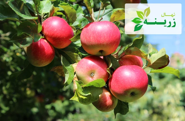 آموزش کاشت نهال سیب در ۶ گام + بررسی انواع روش کاشت