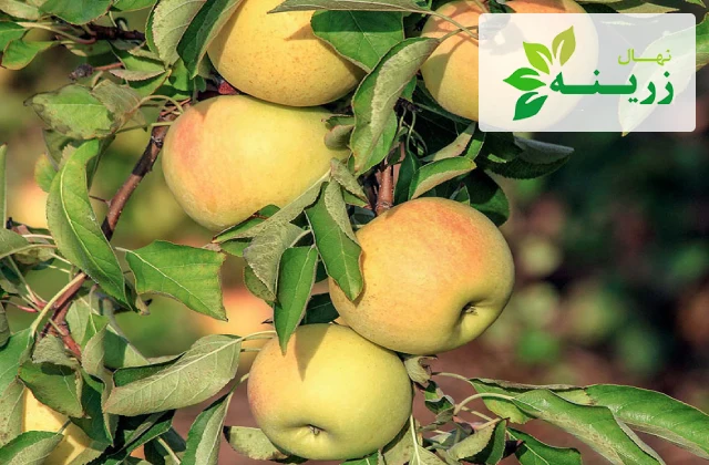 معرفی ۷ مورد از بهترین نهال سیب زرد در ایران